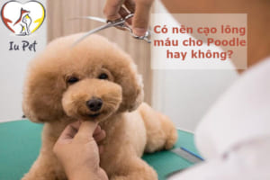 cạo lông máu cho Poodle - cao long mau cho Poodle