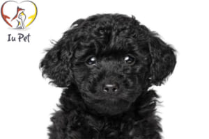 Chó poodle đen - cho poodle den