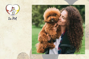 cach cham soc long cho poodle - cách chăm sóc lông cho Poodle