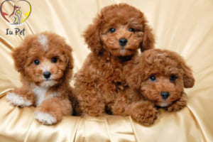 quy trình phối giống chó poodle