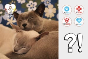 phối giống mèo Anh lông ngắn