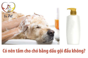 tắm cho chó bằng dầu gội đầu được không