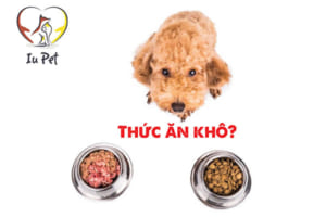 thức ăn khô cho chó poodle