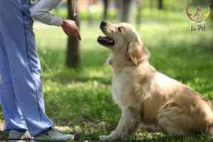 cách dạy chó nghe lời