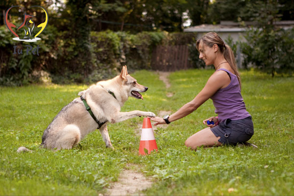 cách huấn luyện chó husky
