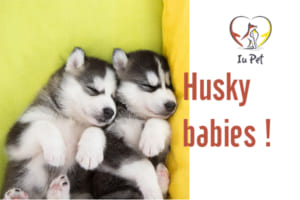 Cách nuôi chó Husky con
