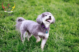 chăm sóc chó poodle mang thai - cham soc cho poodle mang thai
