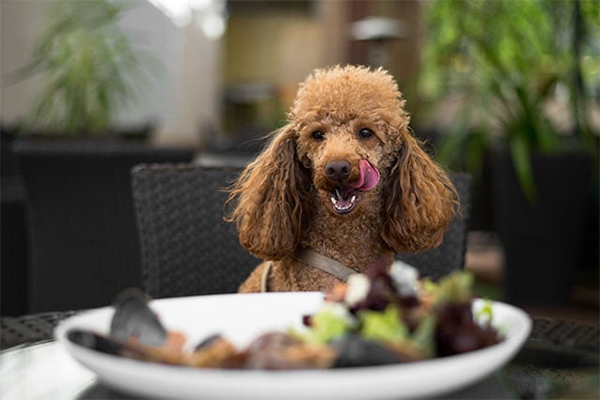 Chó Poodle được cho ăn vặt quá nhiều nên lười ăn các bữa chính