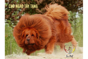 Giống chó đắt nhất thế giới
