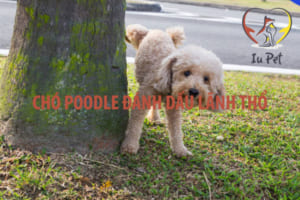 Chó poodle đánh dấu lãnh thổ