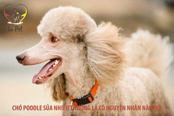 chó Poodle sủa nhiều - cho poodle sua nhieu