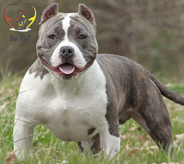 Chó săn Pitbull - loài chó hung dữ nhất thế giới