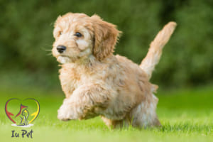 tập thể dục cho chó Poodle