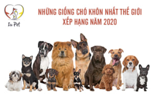 Giống chó khôn nhất thế giới