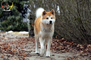 hachiko - những chú chó nổi tiếng nhất thế giới