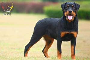 chó giữ nhà tốt nhất thế giới