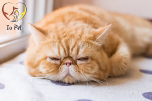 lông của mèo ba tư