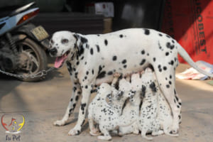 phối giống chó đốm