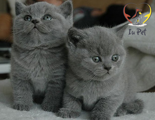 Mèo Ba Tư và cách nuôi, chăm sóc chi tiết nhất cho bạn