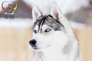 chó husky 2 màu mắt