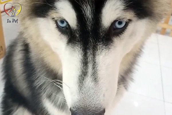 Bé Thỏ - Chú chó Husky Sibir thuần chủng phối đạt 99% của shop IU PETs
