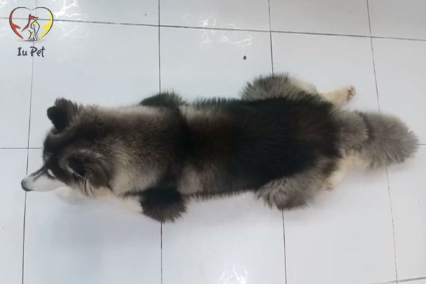 Bé Thỏ - Chú chó Husky Sibir thuần chủng phối đạt 99% của shop IU PETs