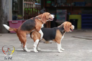 phối giống chó