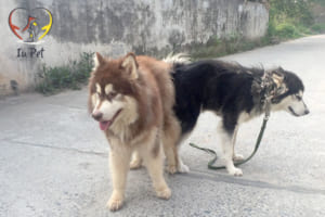 phối giống chó Alaska