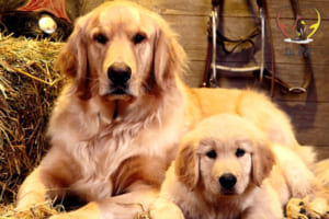 phối giống chó golden