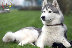 phối giống chó husky