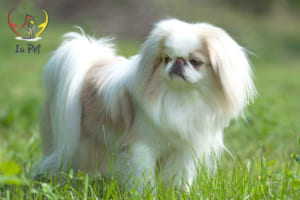 phối giống chó nhật
