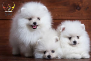 phối giống chó phốc sóc