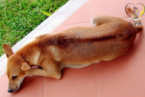 phối giống chó phú quốc