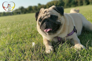 Phối giống chó Pug