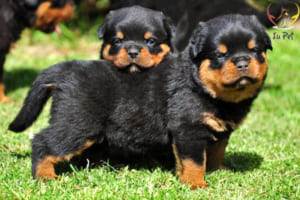phối giống chó Rottweiler