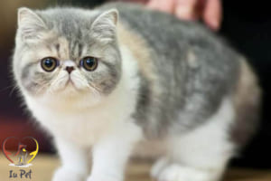 phối giống mèo Ba Tư