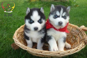 phụ kiện cho chó husky
