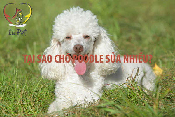 chó Poodle sủa nhiều - cho poodle sua nhieu