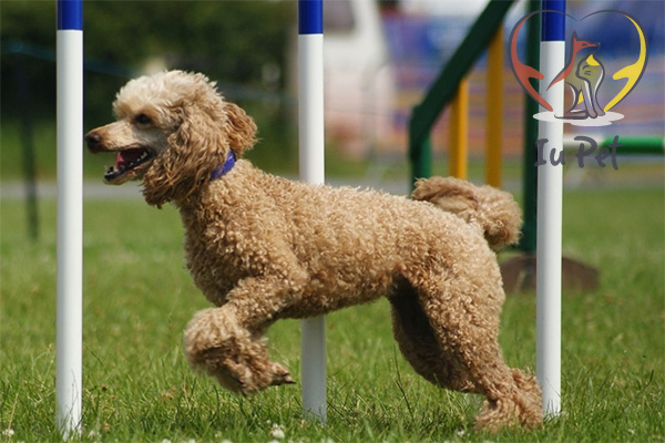 Việc tăng cường vận động cho chó Poodle làm chó tốn nhiều năng lượng hơn và sẽ nạp tự nhiên qua việc ăn uống