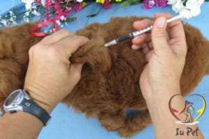 Tiêm phòng cho chó Poodle
