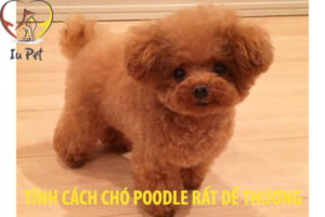tính cách chó poodle - tinh cach cho poodle