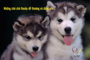 Tuổi thọ chó Husky