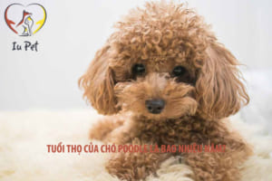 tuổi thọ của chó Poodle