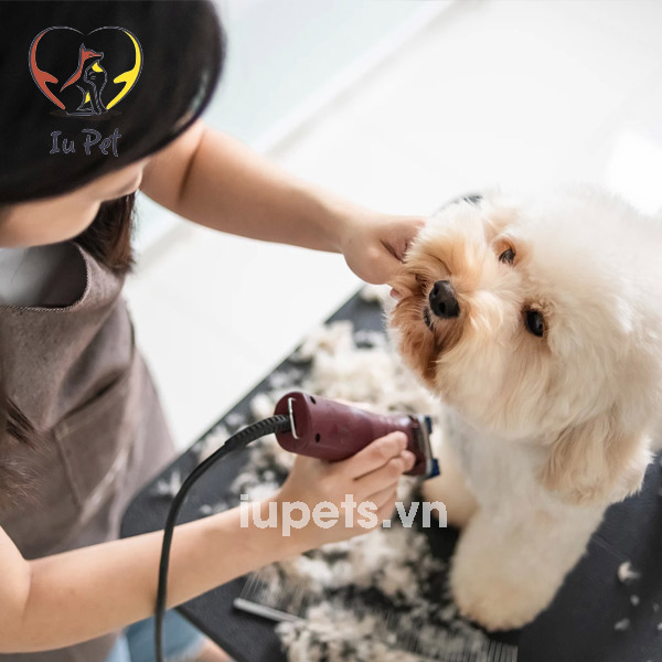 Dịch vụ cắt tỉa lông chó TPHCM dòng Poodle