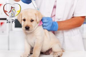Tiêm vacxin cho chó mấy mũi? Tiêm vacxin cho chó giá bao nhiêu?