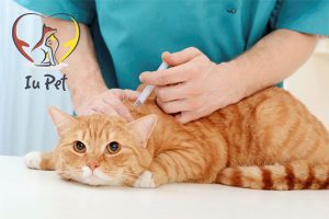 Tiêm vacxin cho mèo những mũi nào? Giá tiêm vacxin cho mèo