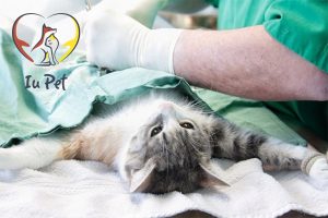 Triệt sản cho mèo – Tất tần tật những điều cần biết