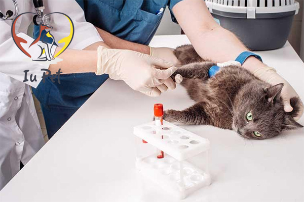 Xét nghiệm máu cho chó mèo quan trọng như thế nào?