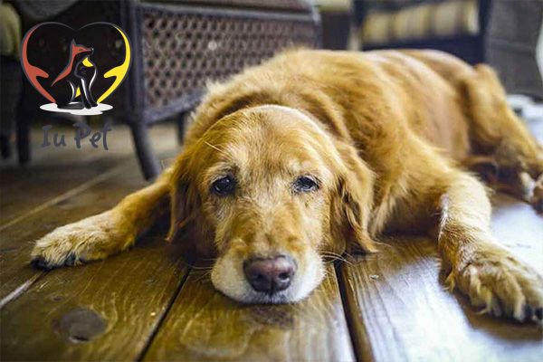 Bệnh Care ở chó có lây sang người không?