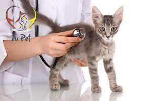 Bệnh Care ở mèo: Triệu Chứng và Phương Pháp Điều Trị